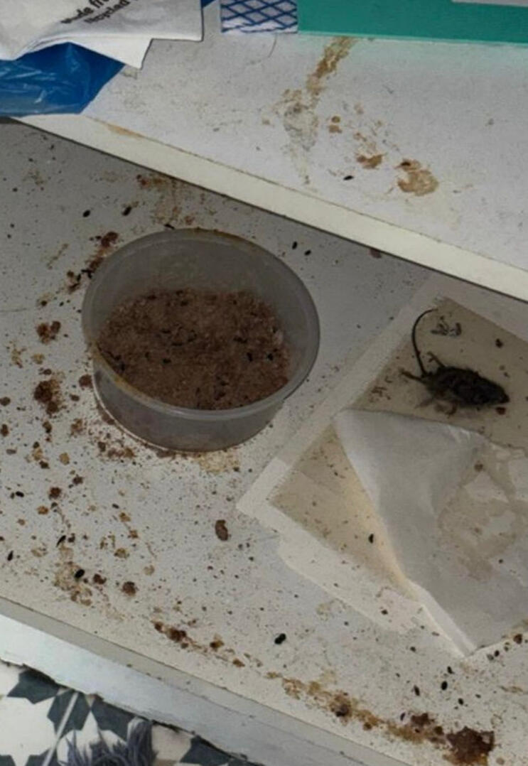 Infestation